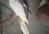 I have selling my Cocktail