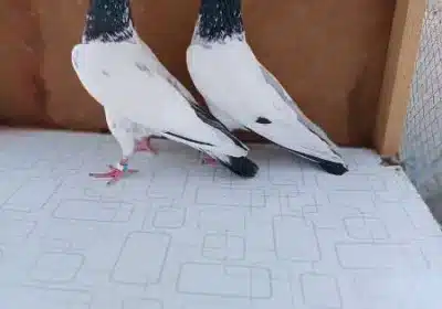 33333