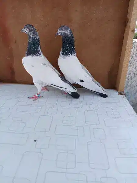 41 Number peigons for sale