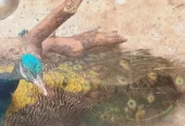 peacock pair