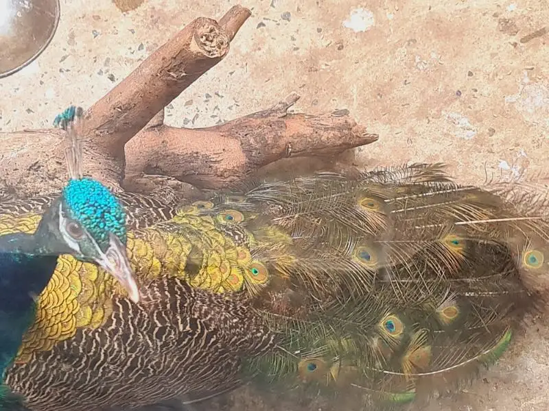 peacock pair