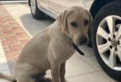 British labrador male pedigree
