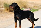 Army dog center multan 03017735103