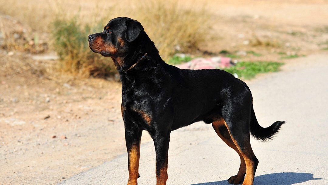 Army dog center multan 03017735103
