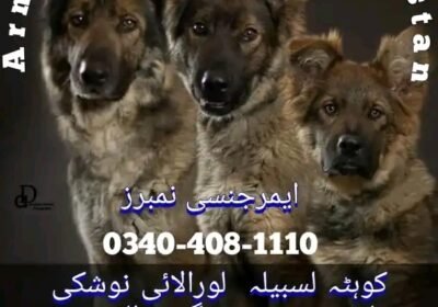 FB_IMG_17061545128252293