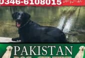 Army dog center Rawalpindi 0300-3787282