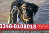 Army dog center Rawalpindi 0300-3787282