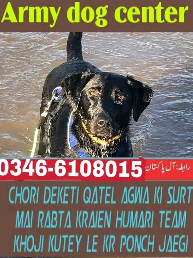 Army dog center Rawalpindi 0300-3787282