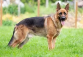 Army dog center karachi 03336974100