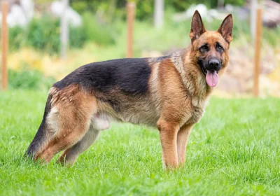 German-Shepherd-dog-Alsatian