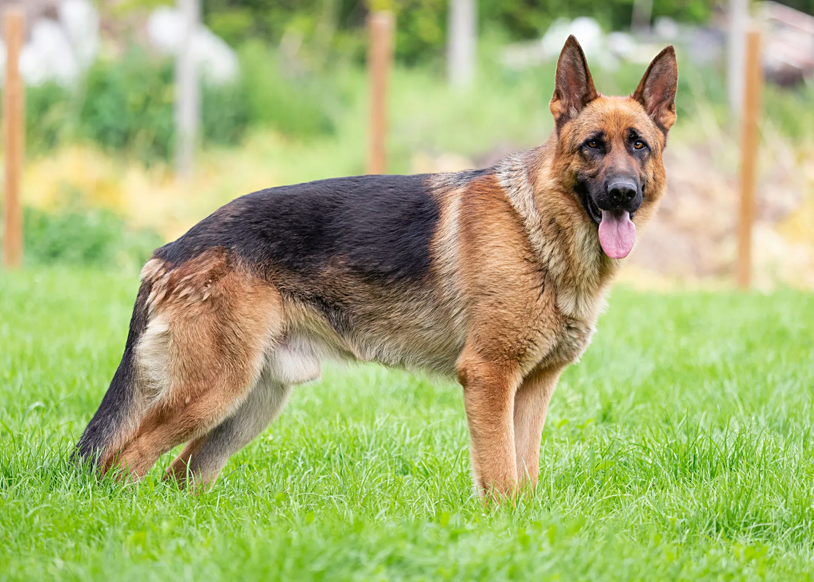 Army dog center karachi 03336974100