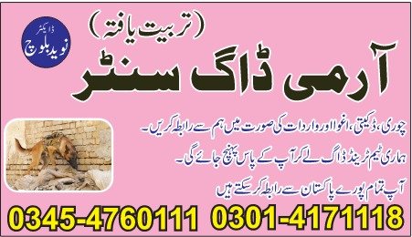 Army Dog Center Faisalabad 03335698052