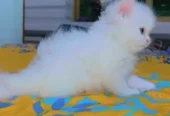Quality Persian Kittens / cat for sale