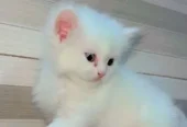 Quality Persian Kittens / cat for sale