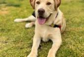 Army dog center Rawalpindi 03178421506