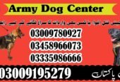 Army Dog Center Kharian 03018665280 Jhelum