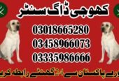 Army Dog Center Kharian 03018665280 Jhelum