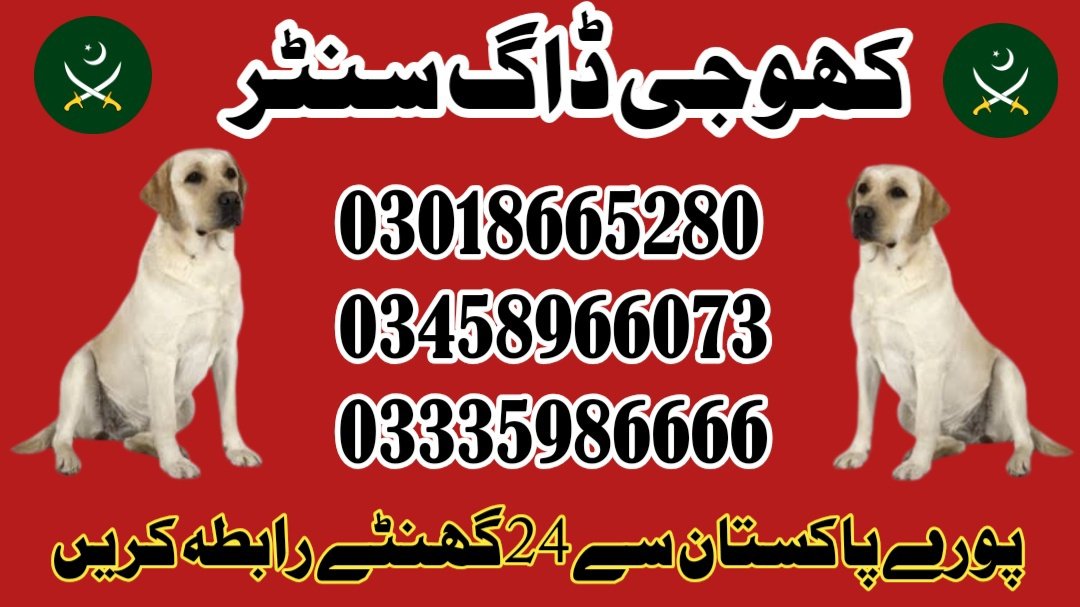 Army Dog Center Kharian 03018665280 Jhelum