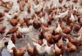 loman brown | loman brown hen | Loman brown murgha