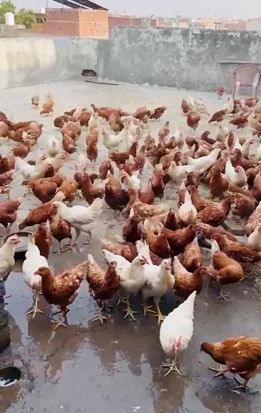 loman brown | loman brown hen | Loman brown murgha