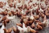 loman brown | loman brown hen | Loman brown murgha
