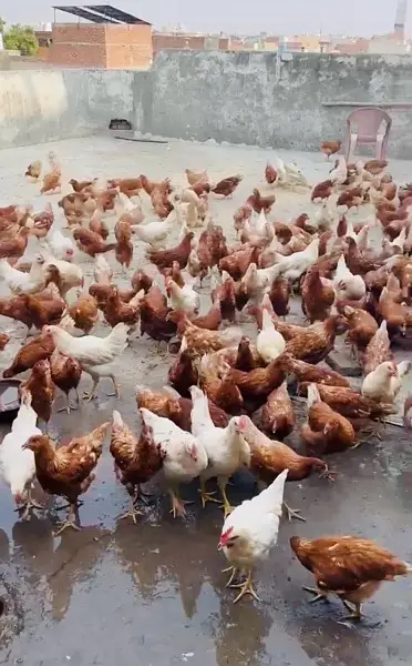 loman brown | loman brown hen | Loman brown murgha