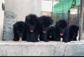 German Shepherd | Puppies | High Quality | Available