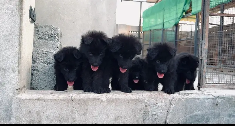 German Shepherd | Puppies | High Quality | Available