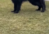German Shepherd | Puppies | High Quality | Available