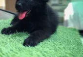 German Shepherd | Puppies | High Quality | Available