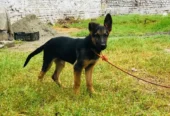 stock coat female German shepard