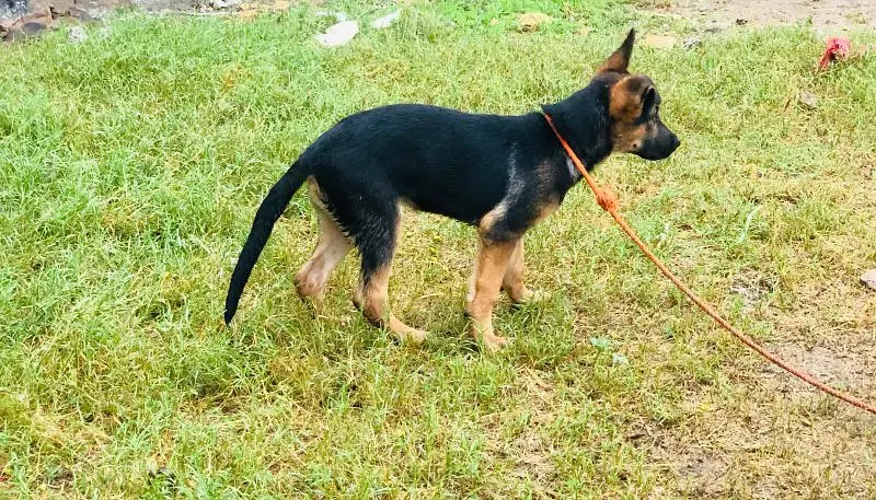 stock coat female German shepard