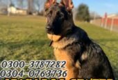 Army dog center okara 0346-6108015