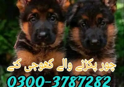 Picsart_24-03-27_19-18-15-794