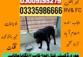 Army Dog Center Muzaffarabad 03458966073 | Khoji Dogs