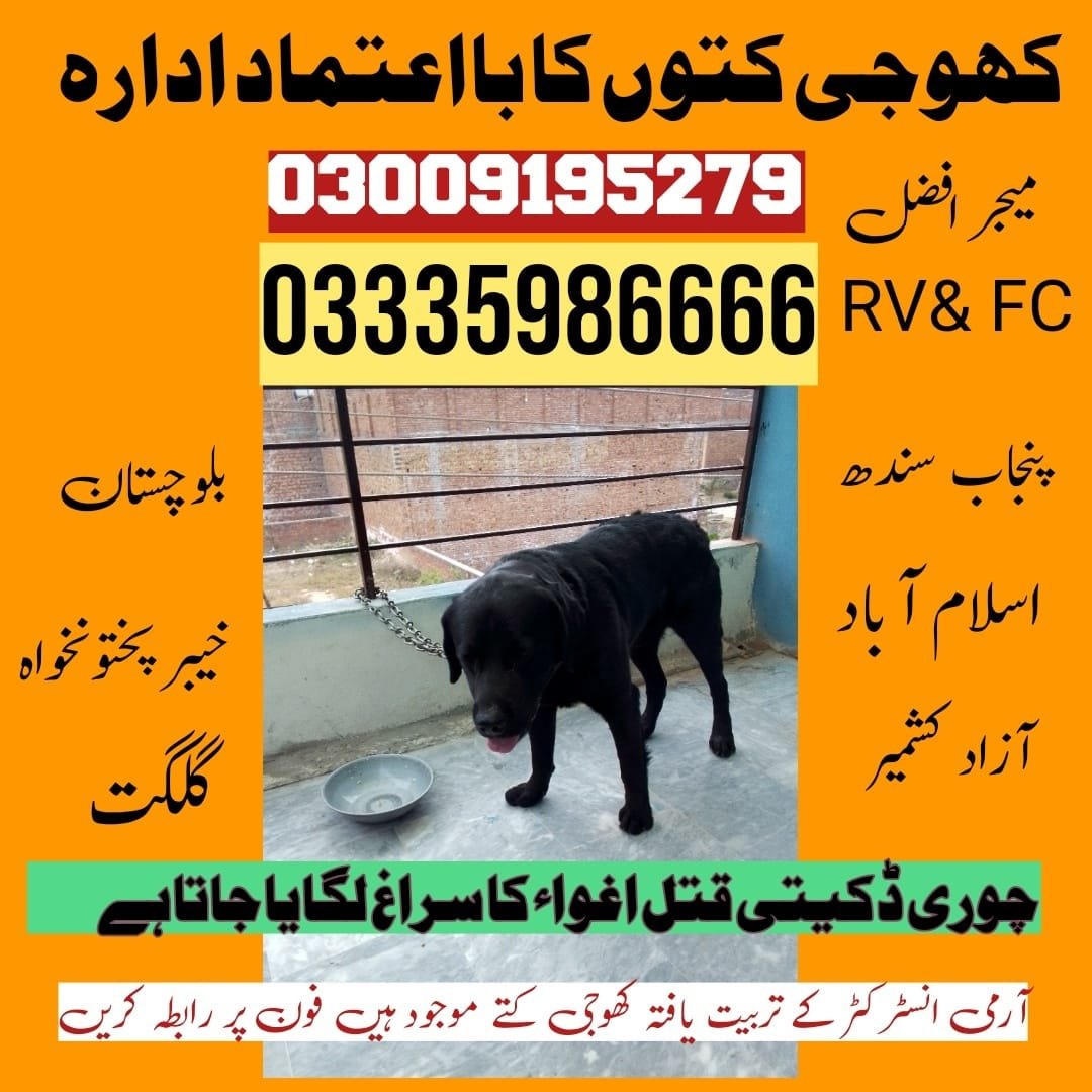 Army Dog Center Muzaffarabad 03458966073 | Khoji Dogs