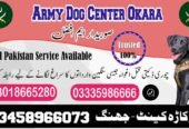 Army Dog Center Okara | 03018665280 | Khoji Dog In Okara