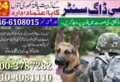 Army dog center Karachi Cantt 0349-1997297