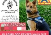 Army Dog Center Karachi 0304-0763736
