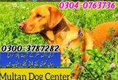 Army dog center malir cantt Karachi 03003787282