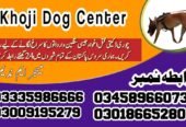 Army Dog Center Mandi Bahauddin 03018665280 | کھوجی ڈاگ