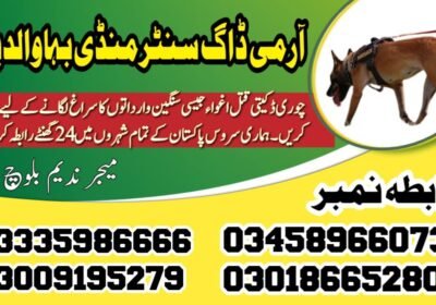 WhatsApp-Image-2024-09-01-at-6.02.19-PM-2