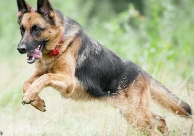 german-shepherd-gallery-6-min