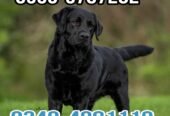 Army Dog Center Okara 0340-4081110