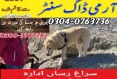 Army Dog Center Okara 0340-4081110