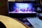 Monster tank fancy aquarium