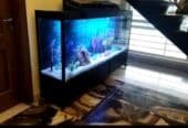 Monster tank fancy aquarium