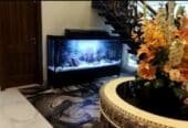 Monster tank fancy aquarium