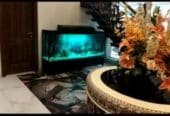 Monster tank fancy aquarium