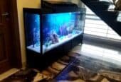 Monster tank fancy aquarium